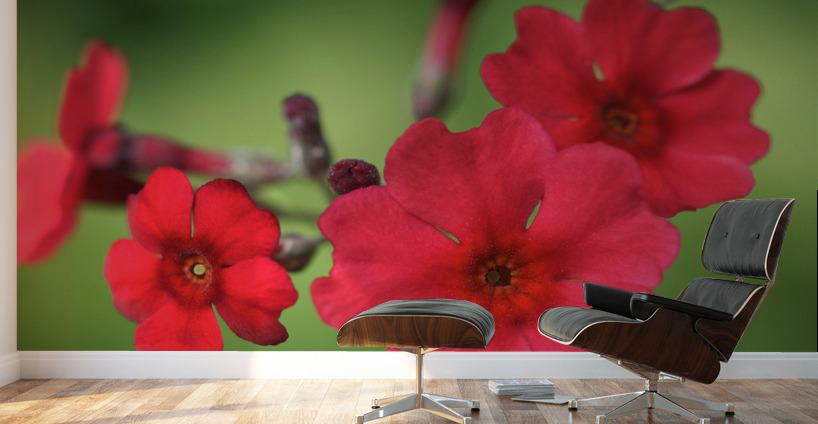 Japanese Primrose Wall Murals