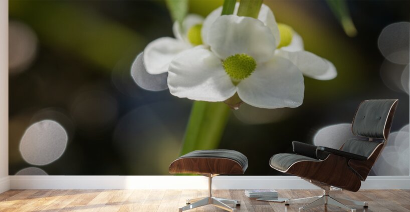 Threeleaf Arrowhead Wall Murals