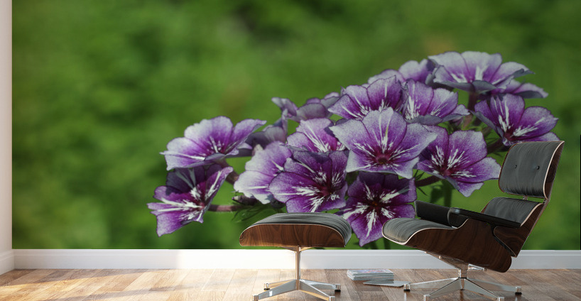 Phlox Bouquet Wall Murals