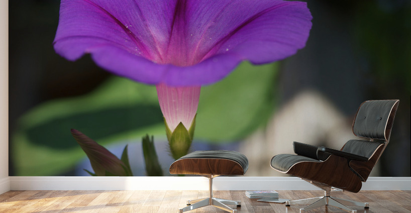 Shine Bright Wall Murals