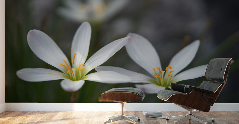 Swamp Lily Wall Murals