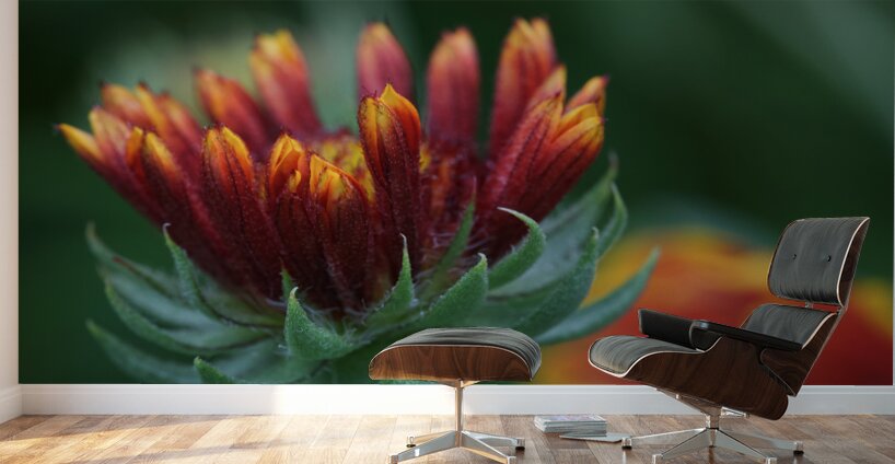 Firewheel Wall Murals