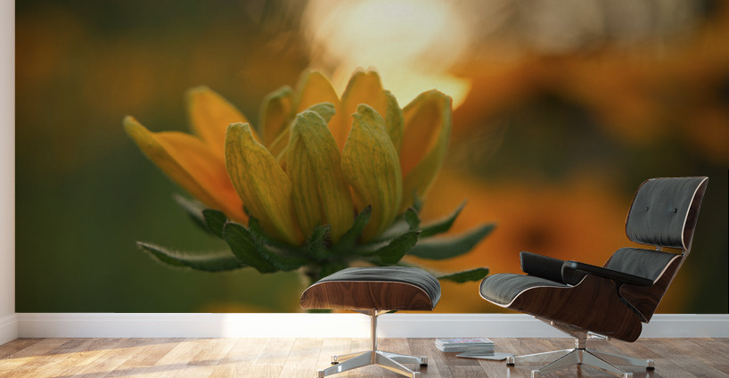 Another Day Wall Murals