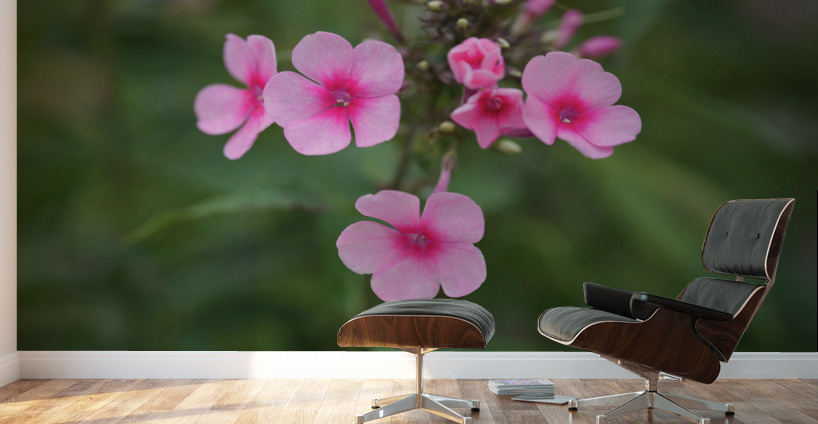 Morning Beauties Wall Murals