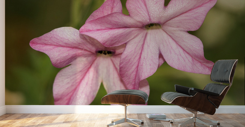 Pink Stars Wall Murals