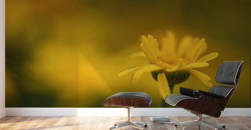 Fragile Beauty Wall Murals