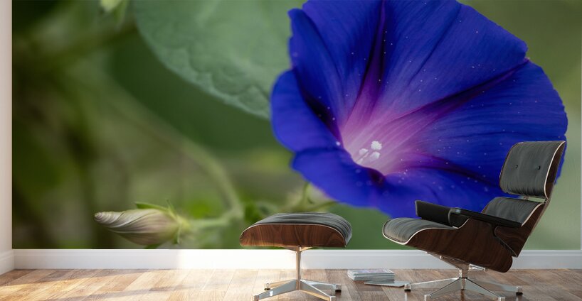 Purple Morning Glory with bud Wall Murals