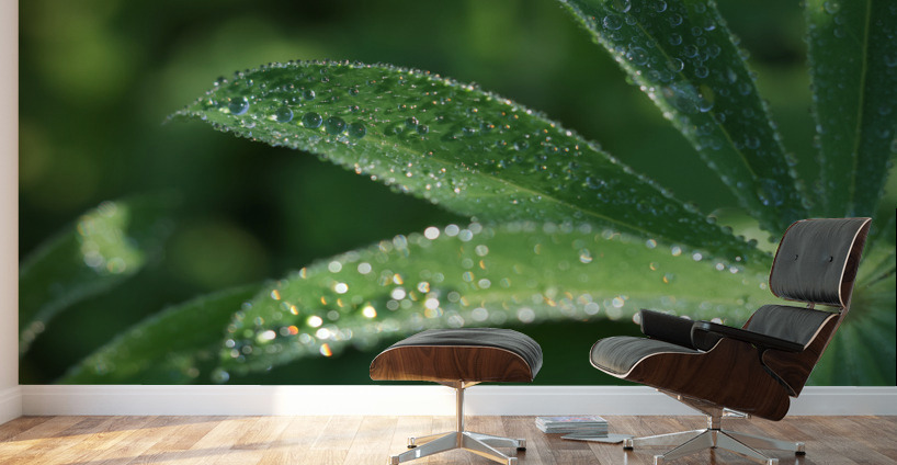 Droplets Wall Murals