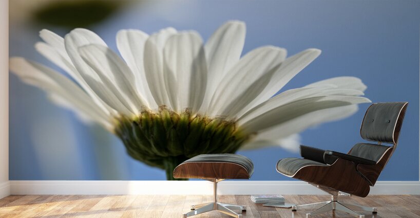 Oxeye Daisies Wall Murals