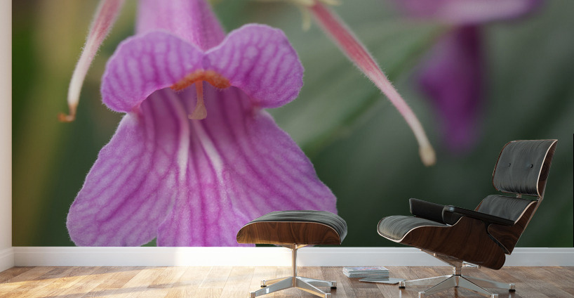 Dear Little One Wall Murals