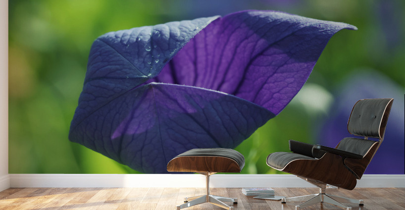 Coin coin Wall Murals