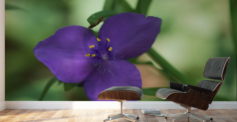 Bluejacket Wall Murals