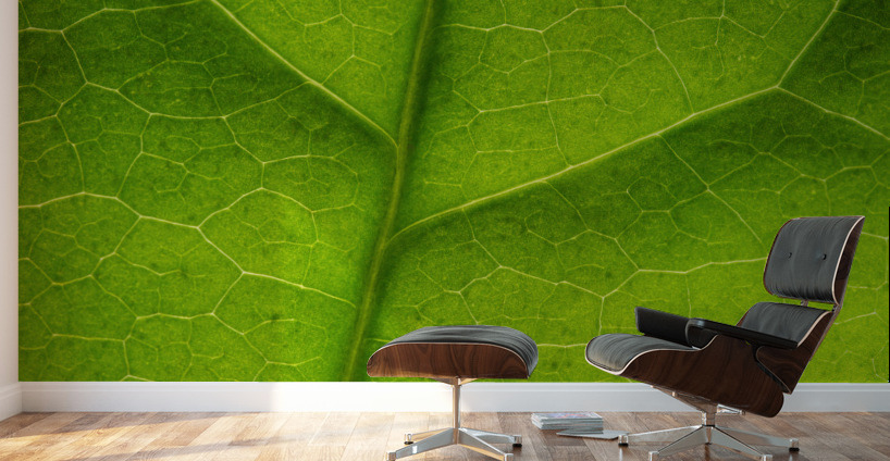 Leaf Texture Wall Murals