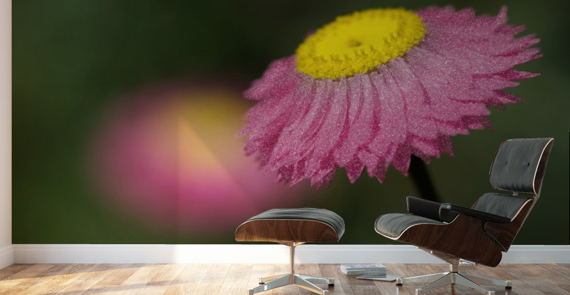 Strawflower Wall Murals
