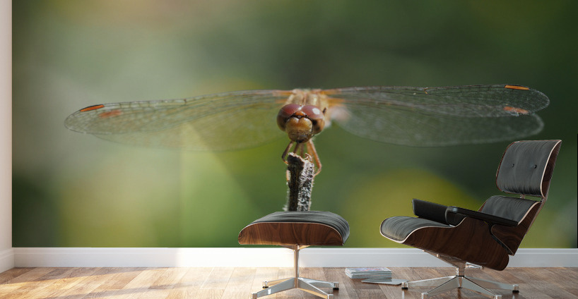 Dragonfly Wall Murals