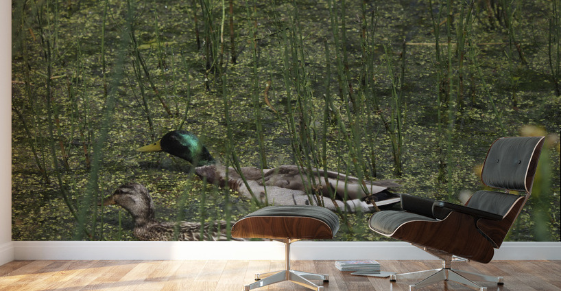 Sauve Qui Peut Wall Murals