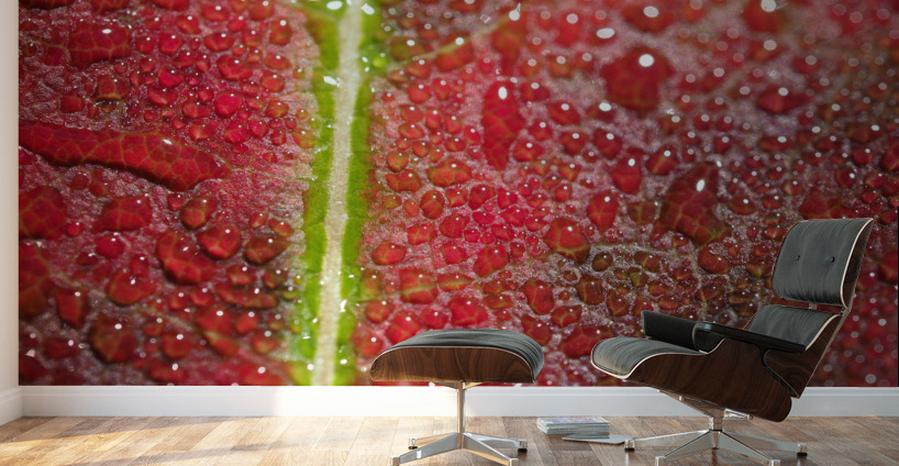 Maple Leaf Wall Murals