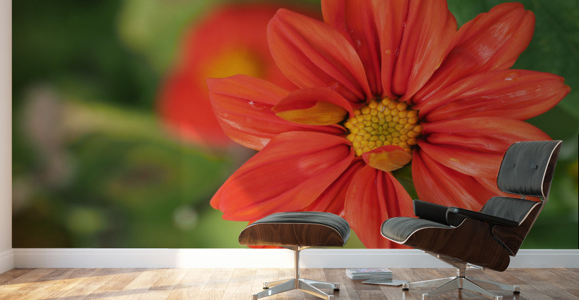 Red Dahlia Wall Murals