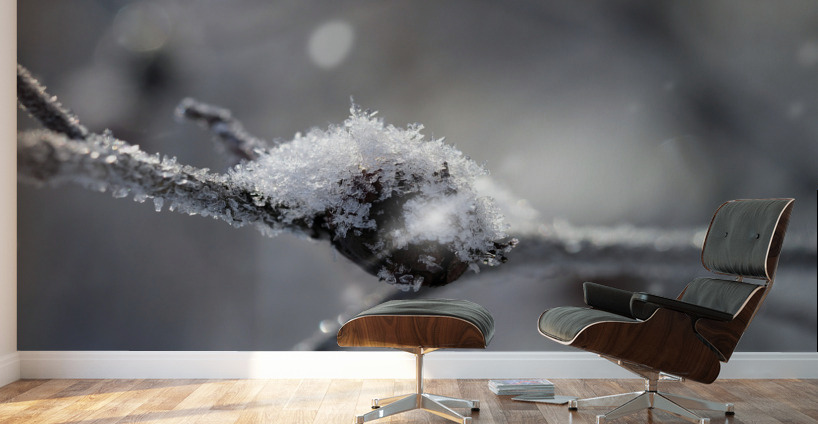 Frozen Wild Berry Wall Murals