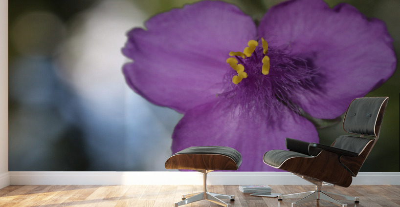 Prairie Beauty Wall Murals