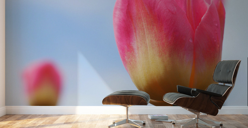 Pastel Tulips Wall Murals