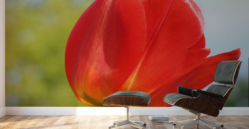 Pop of Color Wall Murals