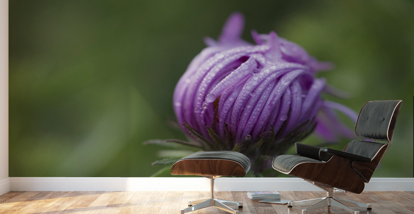 Dew Kissed Flower Bud Wall Murals