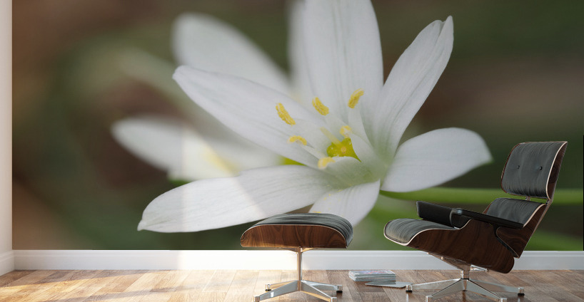 Tiniest World Wall Murals