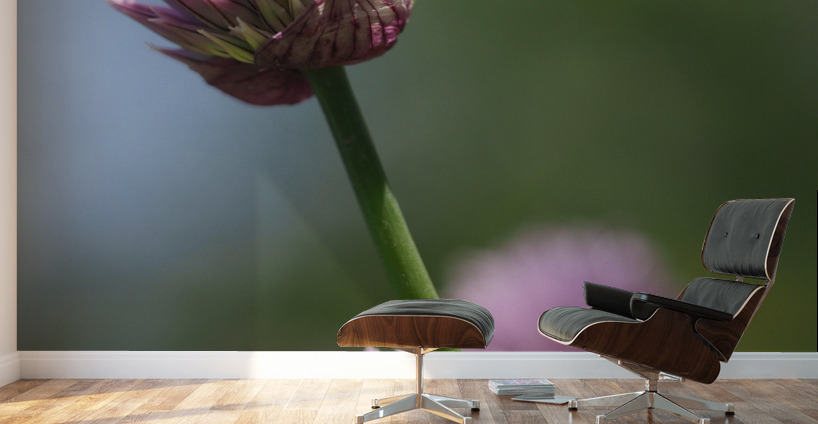 Pink Onion Wall Murals