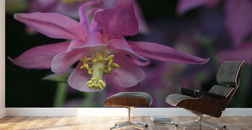 Darling Columbine Wall Murals