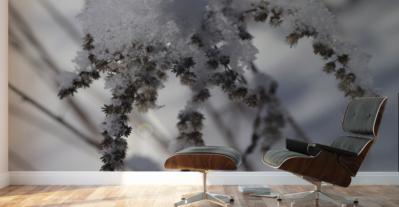 Frozen Goldenrod Wall Murals