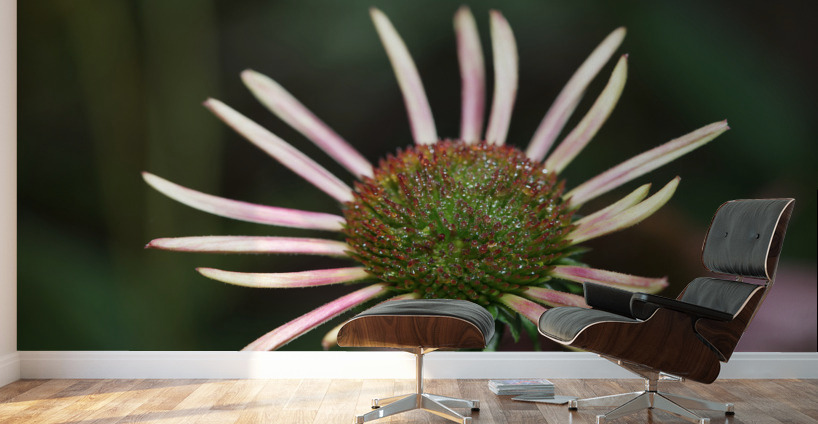 Good Morning Wall Murals