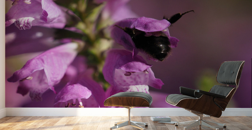 Looking for Something Wall Murals