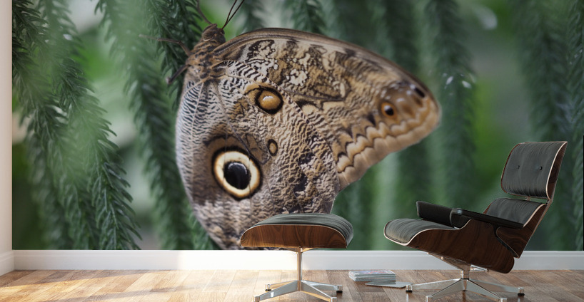 Owl Butterfly Wall Murals