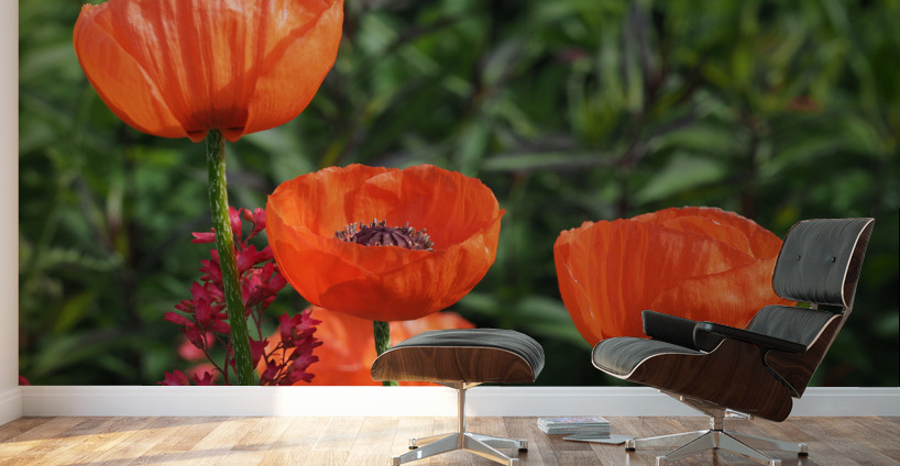 Poppies Wall Murals