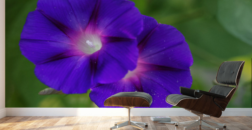 Purple Morning Glories Wall Murals