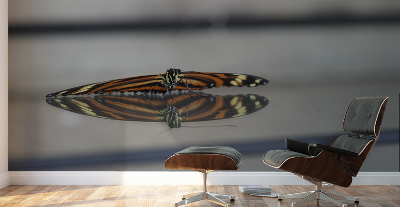 Tiger Heliconian Wall Murals