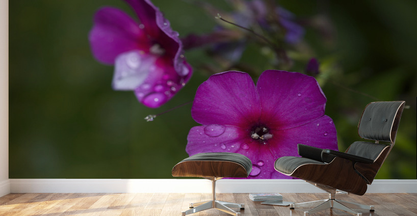 Garden Phlox with Droplets Wall Murals