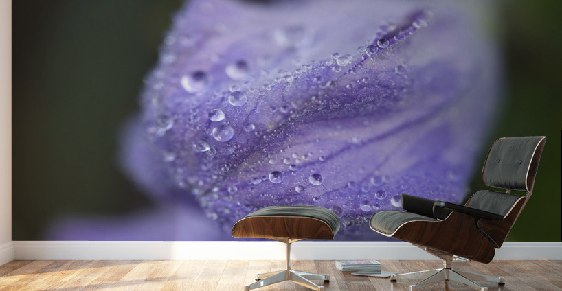 Droplets on a Bellflower Wall Murals
