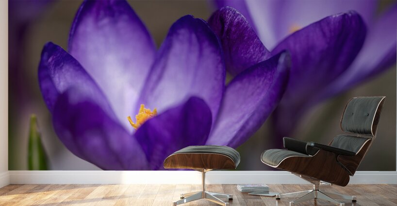 Crocus Closeup Wall Murals