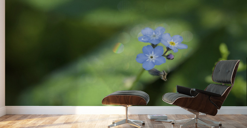 Forget Me Not with Tiny Rainbows Wall Murals