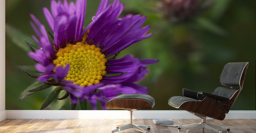 Alpine Aster Wall Murals