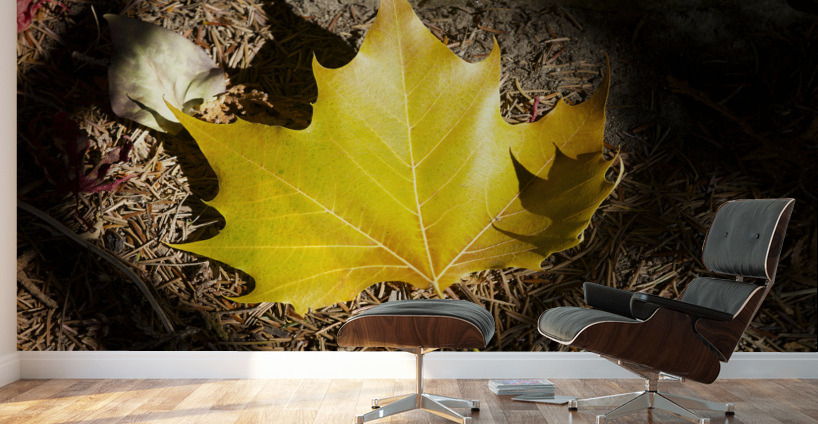 Single Maple Leaf Wall Murals