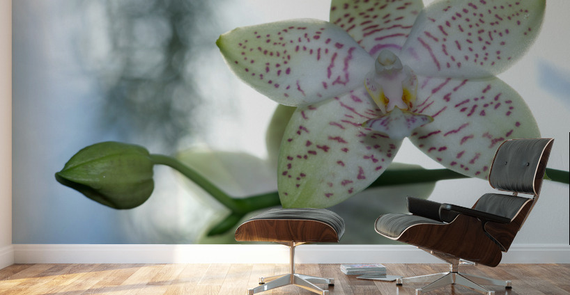 Ornamental Orchid Wall Murals