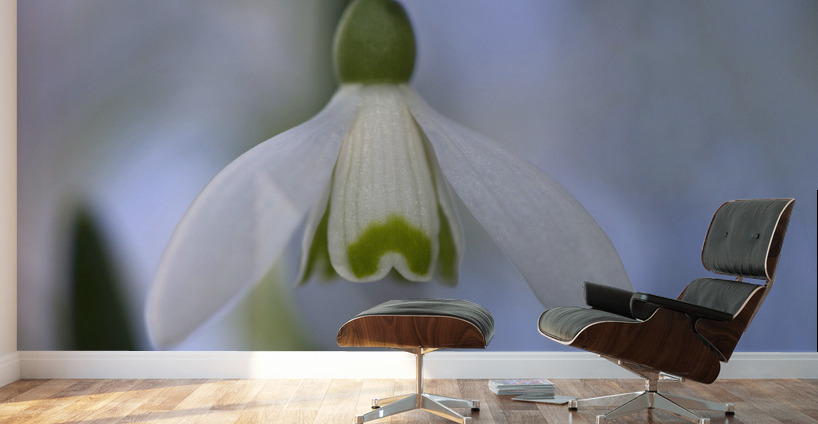 Snowdrop Bulb Wall Murals