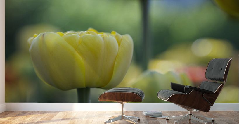 In My Dream Wall Murals