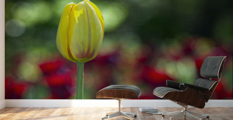 The Yellow One Wall Murals