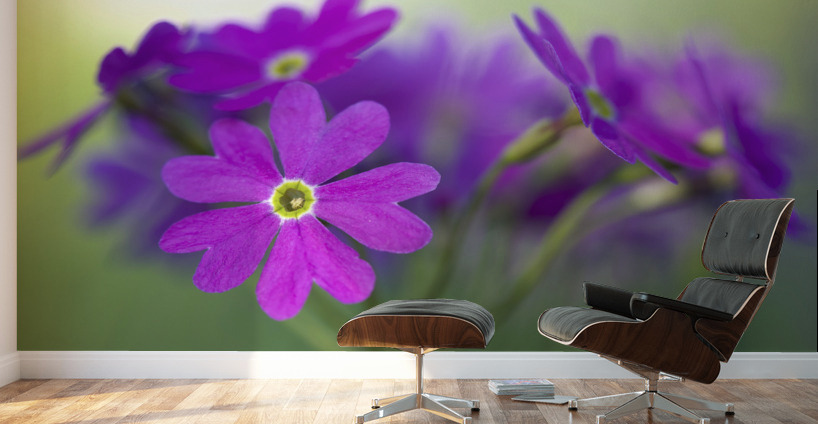Primula Closeup Wall Murals