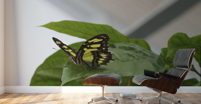 Siproeta Stelenes Wall Murals