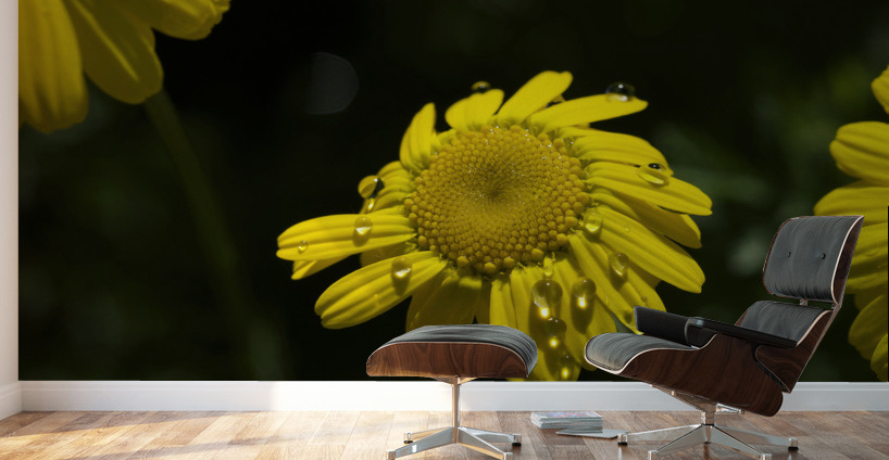 Charming Lady Wall Murals